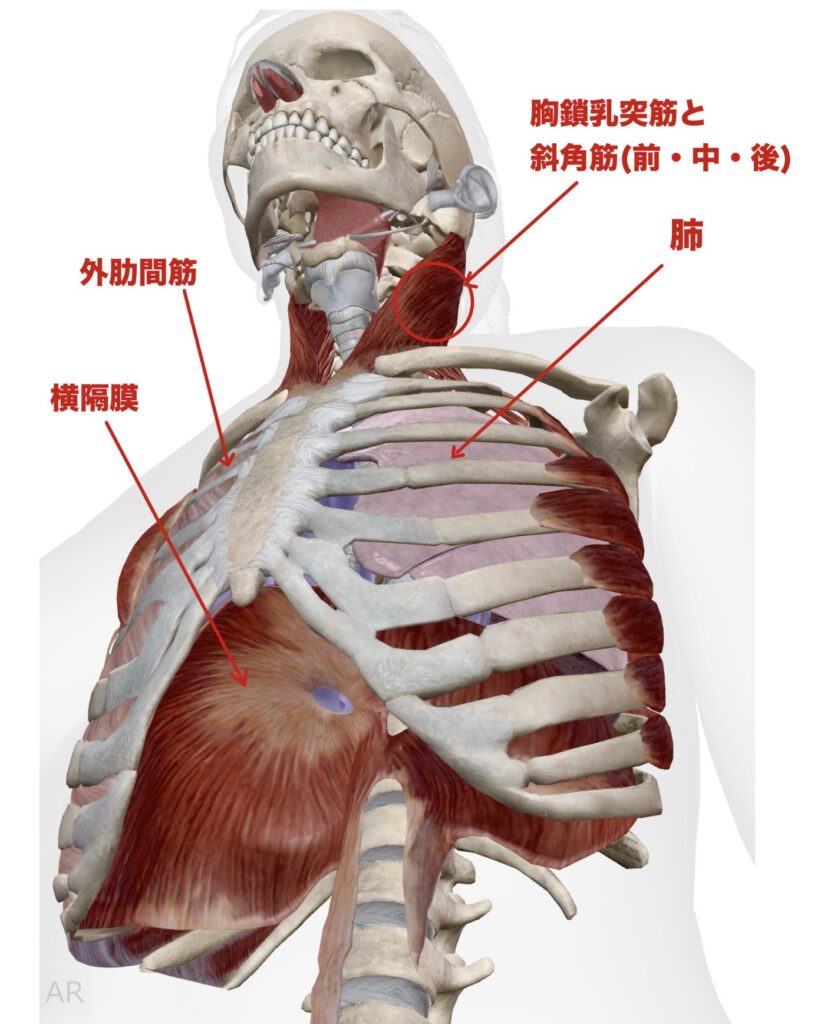 富士市整体|富士市リバース|呼吸|呼吸筋｜姿勢改善｜横隔膜｜呼吸改善｜胸鎖乳突筋｜外肋間筋｜斜角筋｜ブログ｜