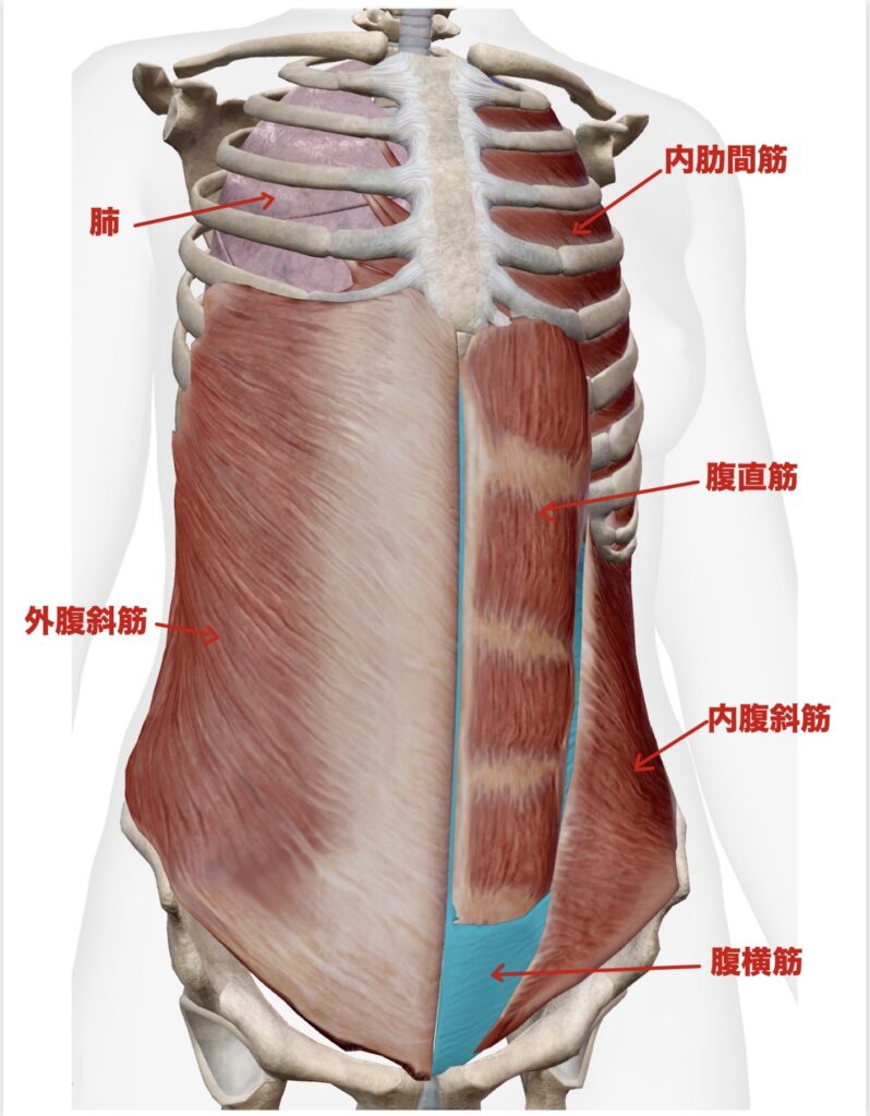 富士市整体|富士市リバース|呼吸|呼吸筋｜姿勢改善｜横隔膜｜呼吸改善｜内腹斜筋｜外腹斜筋｜腹横筋｜内肋間筋｜腹直筋｜ブログ｜